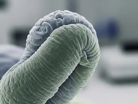 Germ