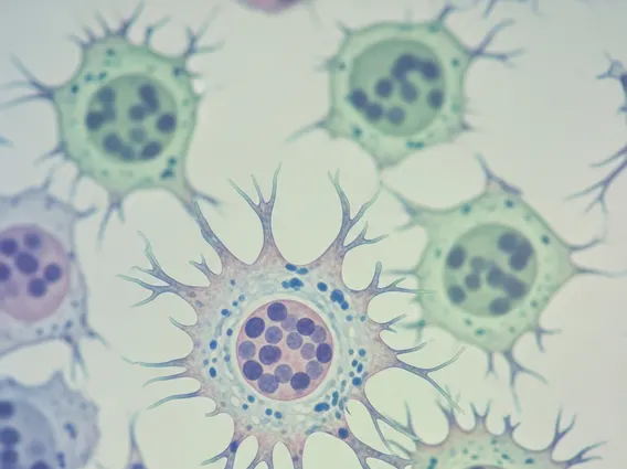 Melanocyte