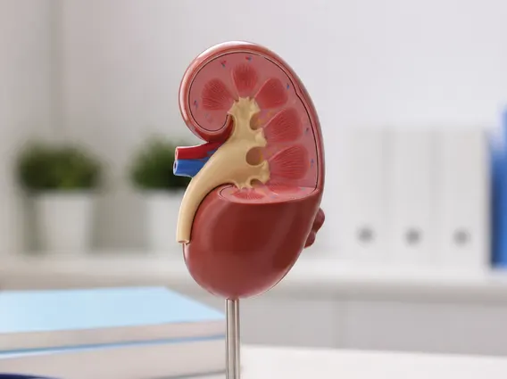 Renal Capsule