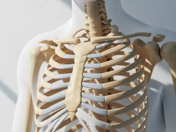 Breastbone